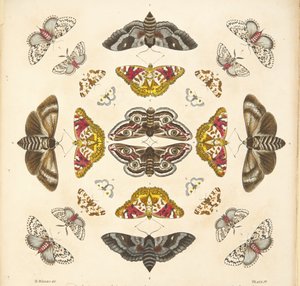 Detail from Plate IV, from A Rare Depiction of Butterflies and Moths, pub. 1764