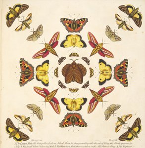 Detail from Plate IX, from A Rare Depiction of Butterflies and Moths, pub. 1764 by Benjamin Wilkes