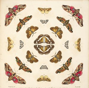 Detail from Plate VIII, from A Rare Depiction of Butterflies and Moths, pub. 1764