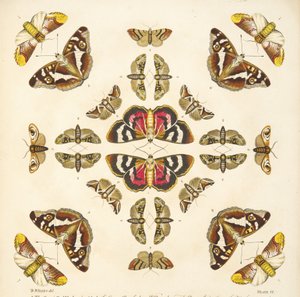 Detail from Plate VI, from A Rare Depiction of Butterflies and Moths, pub. 1764