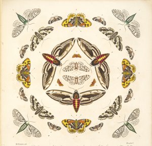Detail from Plate V, from A Rare Depiction of Butterflies and Moths, pub. 1764 by Benjamin Wilkes