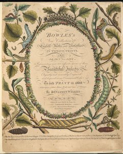 Frontispiece, from A Rare Depiction of Butterflies and Moths, pub. 1764 by Benjamin Wilkes