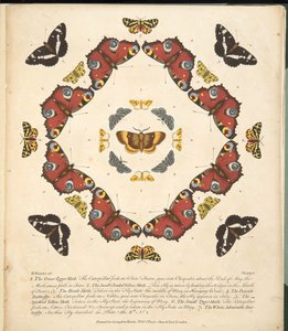 Plate 1, from A Rare Depiction of Butterflies and Moths, pub. 1764 by Benjamin Wilkes