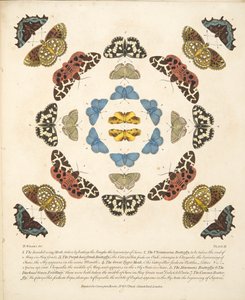 Plate III, from A Rare Depiction of Butterflies and Moths, pub. 1764 by Benjamin Wilkes