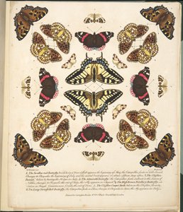 Plate II, from A Rare Depiction of Butterflies and Moths, pub. 1764 by Benjamin Wilkes