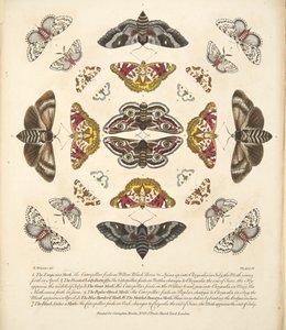 Plate IV, from A Rare Depiction of Butterflies and Moths, pub. 1764 by Benjamin Wilkes