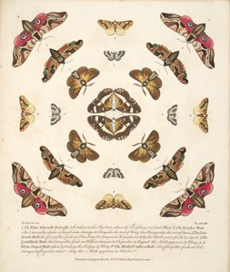 Plate VIII, from A Rare Depiction of Butterflies and Moths, pub. 1764