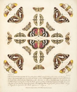 Plate VI, from A Rare Depiction of Butterflies and Moths, pub. 1764