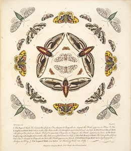 Plate V, from A Rare Depiction of Butterflies and Moths, pub. 1764 by Benjamin Wilkes