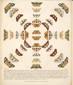 Plate XI, from A Rare Depiction of Butterflies and Moths, pub. 1764 by Benjamin Wilkes