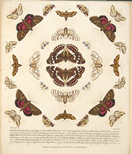 Plate X, from A Rare Depiction of Butterflies and Moths, pub. 1764 by Benjamin Wilkes
