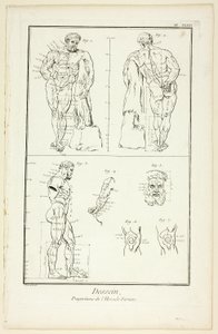 Design: Proportions of the Farnese Hercules, from Encyclopédie