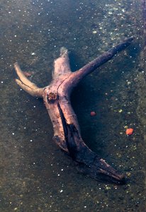 Crucifix-shaped Piece of Wood in the Garonne River, Toulouse, Haute-Garonne