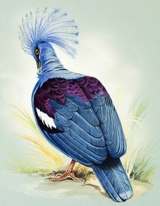 Blue Crowned Pigeon
