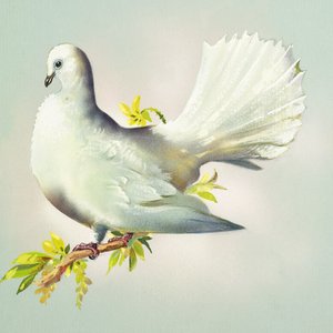 Fantail Dove