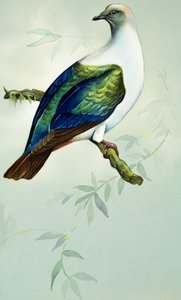 Imperial Fruit Pigeon