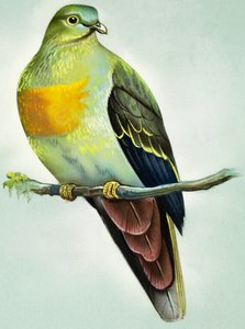Large Green Pigeon
