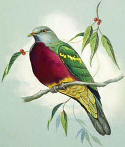 Magnificent Fruit Pigeon