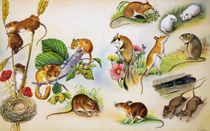 Mice