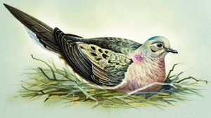 Mourning Dove