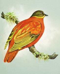 Orange Dove
