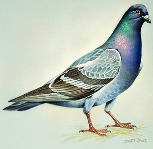 Rock Dove