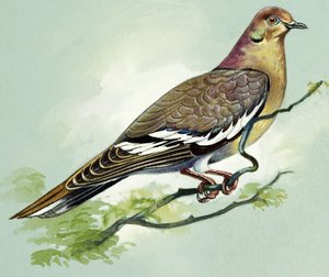 White Winged Dove