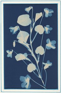 Untitled, c. 1900 by Bertha Jaques