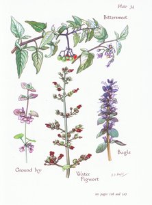 Bittersweet, Ground Ivy, Bugle, Water Figwort by Bessie D. Inglis