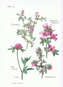 Common Mallow, Restharrow, Fumitory, Red Clover by Bessie D. Inglis