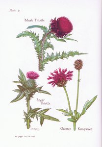 Musk Thistle, Spear Thistle, Greater Knapweed by Bessie D. Inglis