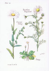 Scentless Mayweed, Daisy, Ox-Eye Daisy by Bessie D. Inglis