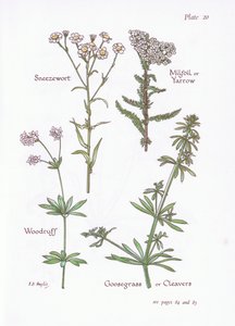 Sneezewort, Milfoil or Yarrow, Woodruff, Goosegrass or Cleavers by Bessie D. Inglis
