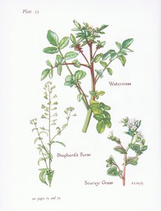 Watercress, Shepherds Purse, Scurvy Grass by Bessie D. Inglis