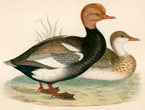 Red Crested Whistling Duck