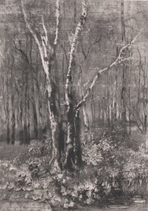 Woods in the Park near Monza