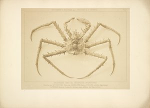 Crab