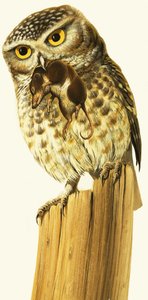 Little Owl and Common Shrew