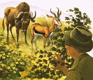 Man Peering Through Bushes at a Gnu and Antelope