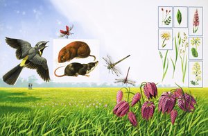 The Flowering Fields, Including Grey Wagtail, Red Cardinal Beetle, Field Vole and Various Varieties of Grass and Plants