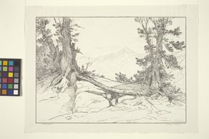 Sierra Pines by Bolton Coit Brown