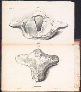 Atlas and sternum of the whale, 1827