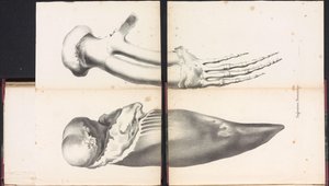 Whale