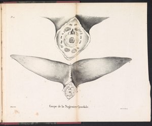 Cross-Section of the Whale