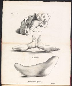 Three Parts of the Whale