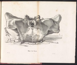 Whale Skull, 1827