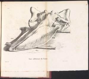 Whale Skull, 1827 (Face inférieure du Crâne)