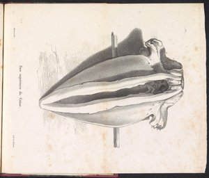 Whale Skull, 1827