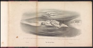 Female Genitalia of the Whale, 1827