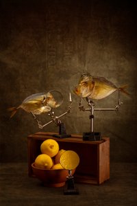 Curious Fish Study by Brig Barkow